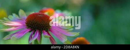 Macro di verde ramoscello echinacea purea, fiori di mare, foglie rosa chiaro con punta di verde lime con un bel fondo bokeh. Foto Stock