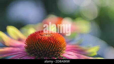 Macro di verde ramoscello echinacea purea, fiori di mare, foglie rosa chiaro con punta di verde lime con un bel fondo bokeh. Foto Stock