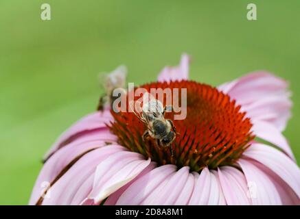 Macro di verde ramoscello echinacea purea, fiori di mare, foglie rosa chiaro con punta di verde lime con un bel fondo bokeh. Foto Stock
