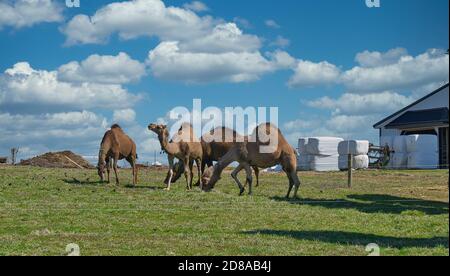 Mandria di cammelli visto in Pennsylvania olandese su un Amish Fattoria in un giorno di primavera soleggiato Foto Stock