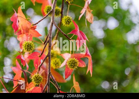 particolare di liquidambar (albero di gomma dolce) semi e foglie con sfondo sfocato - sfondo autunnale Foto Stock