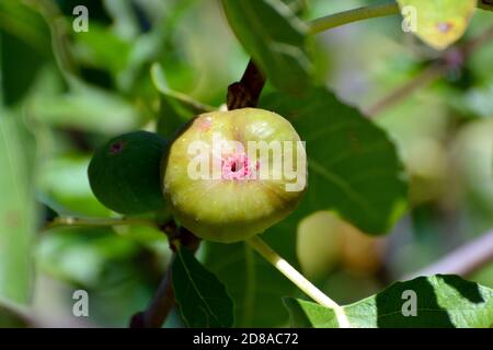 Fico comune, Echte Feige, Ficus carica, közönséges füge Foto Stock