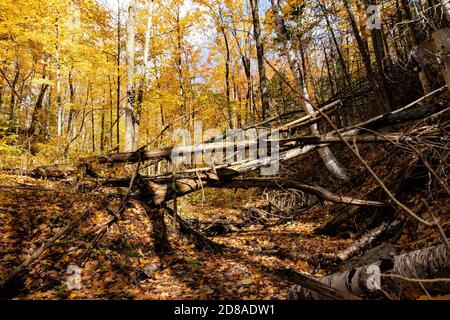 Foresta selvaggia, natura incontaminata con alberi caduti e ruscelli con foglie caduti in loro Foto Stock