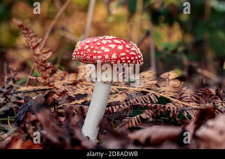 vista laterale di un fungo rosso o di uno sgabello che cresce di foglie marroni e arancioni. Tema di colore scuro nella scena della foresta di autunno con un congedo di felce nella parte posteriore Foto Stock