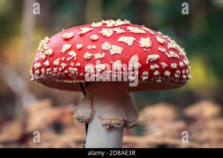 Primo piano di un fungo di mosca rosso con un cappuccio di fungo bianco-macchiato, conosciuto anche come sgabello ed è la specie di fungo più popolare, uso come meeti virtuale Foto Stock