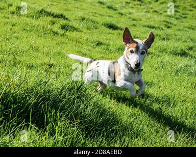 Jack Russell che corre in un campo, Regno Unito Foto Stock