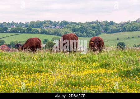 Mucche che pascolano su Farthing Downs, un'area di spazio aperto di proprietà della Città che fa parte della cintura verde a sud di Londra. Foto Stock