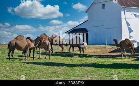 Mandria di cammelli visto in Pennsylvania olandese su un Amish Fattoria in un giorno di primavera soleggiato Foto Stock