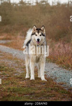 Femmina Alaskan Malamute in pista in autunno, Regno Unito Foto Stock