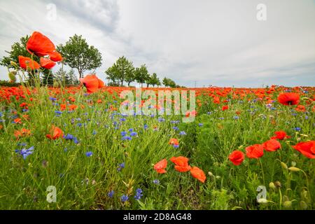 Vista pittoresca di un Poppyfield con fiori di mais al limitare di una strada nel Brandeburgo sotto un cielo sovrastato durante il tramonto. Foto Stock