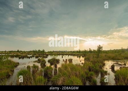 Vista panoramica del paesaggio di brughiera in bassa Sassonia. Il Grande Moro fa parte della brughiera tra Barnsdorf e Vechta. Il sole che si riflette nell'acqua. Foto Stock