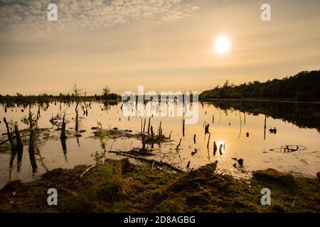 Vista panoramica del paesaggio di brughiera in bassa Sassonia. Il Grande Moro fa parte della brughiera tra Barnsdorf e Vechta. Il sole che si riflette nell'acqua. Foto Stock