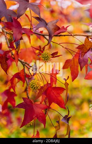 particolare di liquidambar (albero di gomma dolce) semi e foglie con sfondo sfocato - sfondo autunnale Foto Stock