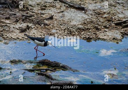 Colpo di closeup di un uccello Swilt Walker nello stagno Foto Stock