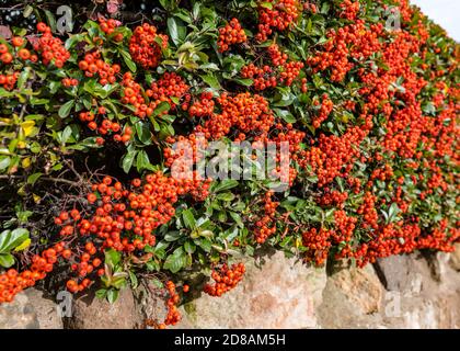 Bacche di piracatha arancio colorate su arbusto che cresce sulla parete del giardino, Scozia, Regno Unito Foto Stock