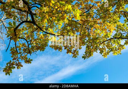 Foglie d'autunno colorate e illuminate al sole sulla quercia che si affaccia verso l'alto un cielo blu in una giornata di sole Foto Stock