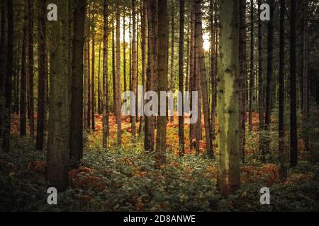 Bosco d'autunno: Splendidi alberi e felci al tramonto. La New Forest, Hampshire Regno Unito. Foto Stock