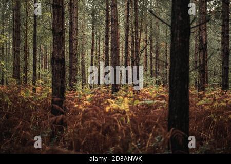 Bosco d'autunno: Splendidi alberi e felci al tramonto. La New Forest, Hampshire Regno Unito. Foto Stock