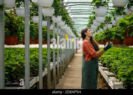 Ritratto ritagliato di giovane donna giardiniere nella serra soleggiata Foto Stock