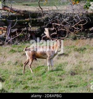 Un capriolo (dama dama) con i palmate antlers si trova vicino ai onlookers nel parco dei cervi di Petworth, Petworth, Sussex occidentale, nella stagione di rutting autunnale Foto Stock
