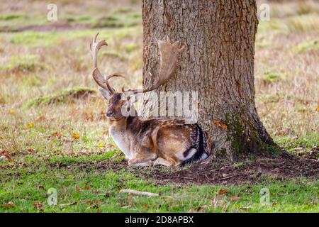 Il daino (Dama dama dama) va a caccia con i palmate antlers nel Petworth Deer Park, Petworth, West Sussex, Inghilterra in autunno durante la stagione della caccia Foto Stock