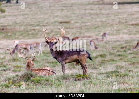 Un capriolo malanistico (Dama dama) con i palmate antlers si trova nel Petworth Deer Park, Petworth, West Sussex, nella stagione autunnale Foto Stock