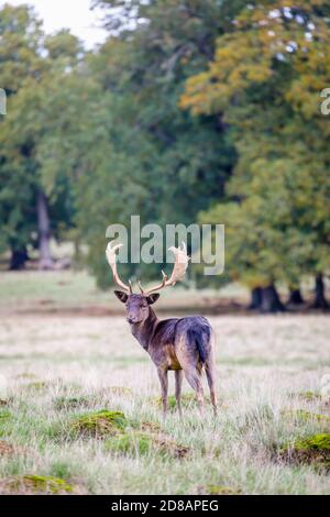Un capriolo malanistico (Dama dama) con i palmate antlers si trova nel Petworth Deer Park, Petworth, West Sussex, nella stagione autunnale Foto Stock