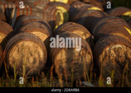 Scotch Whisky barili nella luce della sera Foto Stock