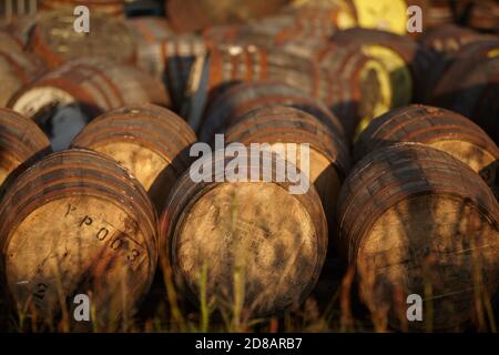 Scotch Whisky barili nella luce della sera Foto Stock