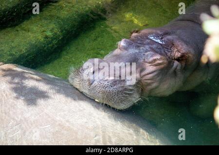 Immagine da una testa subacquea di un ippopotamo, chiamato anche ippopotamo Foto Stock