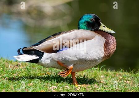 Un bel maschio anatra mallardo in piedi su una gamba Foto Stock