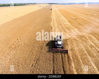 Trinciacaricatrice che guida su campi di grano dorato, vista frontale, raccolta di grano giallo in estate Foto Stock