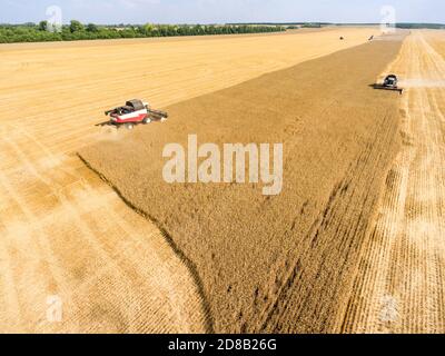 Due macchine trebbiatrici per mietitura si trovano sul campo agricolo durante l'anno del raccolto, raccogliendo cereali, Russia Foto Stock