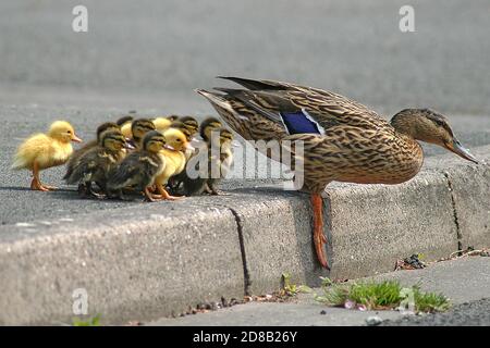 Un'anatra femminile porta le sue anatroccoli in una strada a Brecon, Galles, in un caldo giorno di primavera il 27 aprile 2007. ©PRWFotografia Foto Stock