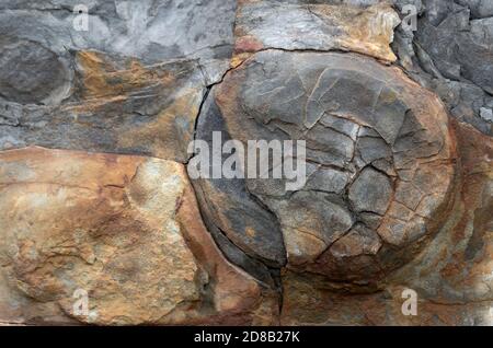 Fossile sul lato di una scogliera. La fine di un tronco di albero fossilizzato sporge dalla scogliera.il tronco è molto intemperie e indossato. Vista finale. Foto Stock