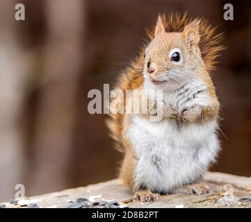 A small red squirrel standing up. He looks happy. Room for text. Foto Stock