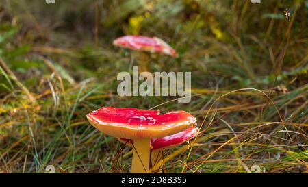 Fly Alaric Mushrooms (velenoso) nella caduta nella foresta di Schoenbuch, Germania Foto Stock