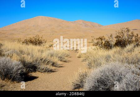 Guardando in basso alla sabbia increspata attraversata da due tracce di piccoli animali e impronte di stivali, con lunghe ombre su un pendio di duna in California. Foto Stock