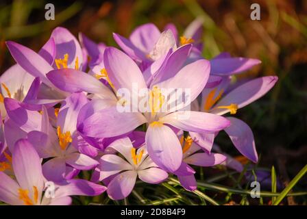 Crocus ornamentale (Crocus tommasinianus) in fiore Foto Stock