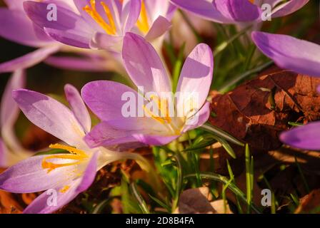 Crocus ornamentale (Crocus tommasinianus) in fiore Foto Stock