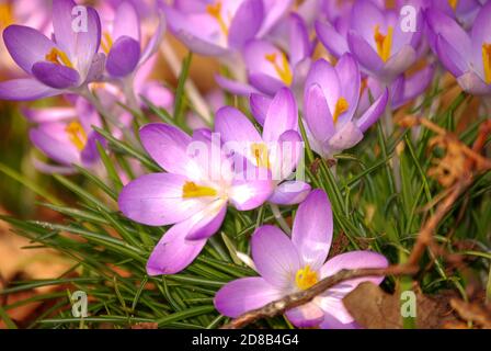 Crocus ornamentale (Crocus tommasinianus) in fiore Foto Stock