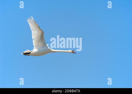 Male Mute Swan, Cynus olor, in volo, sopra Richmond Park, Londra, Regno Unito Foto Stock