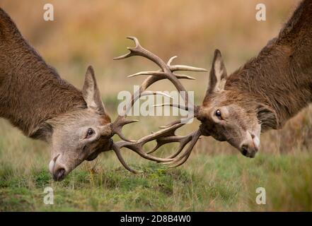 Red Deer, Cervus elaphus, si batte durante la stagione di espiazione in autunno a Richmond Park, Londra, Regno Unito, Isole britanniche Foto Stock