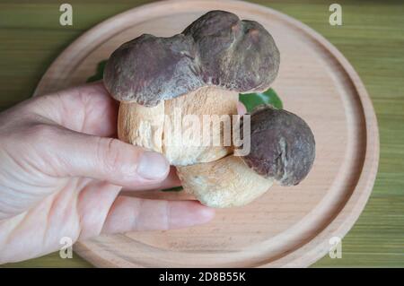 Tre funghi porcini in una mano femminile su un legno sfondo Foto Stock