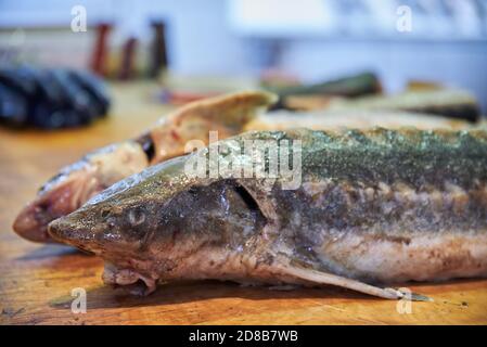 Due storgeon di grandi dimensioni sul tavolo del mercato del pesce al Bazaar Teze a Baku, Azerbaigian nel 2020. Foto Stock