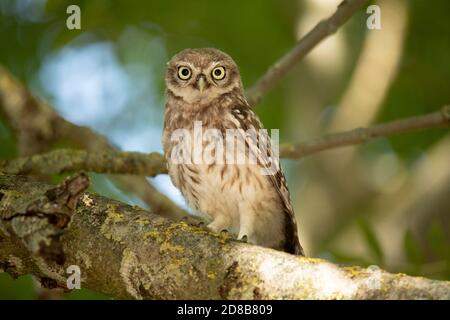 Giovane gufo (Athene Noctua) su un ramo che guarda in macchina fotografica Foto Stock