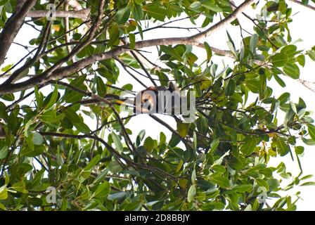 A rischio di estinzione, Mauritius Fruit Bat (Pteropus niger), Mauritius. Foto Stock