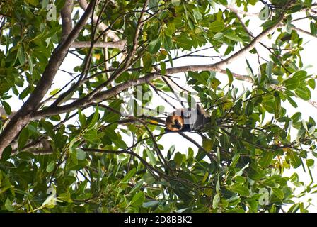 A rischio di estinzione, Mauritius Fruit Bat (Pteropus niger), Mauritius. Foto Stock