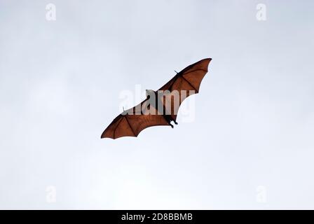 A rischio di estinzione, Mauritius Fruit Bat (Pteropus niger), Mauritius. Foto Stock