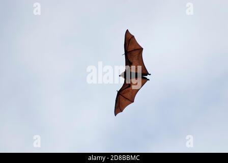 A rischio di estinzione, Mauritius Fruit Bat (Pteropus niger), Mauritius. Foto Stock